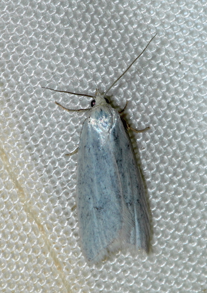 Tortricidae - Eana argentana